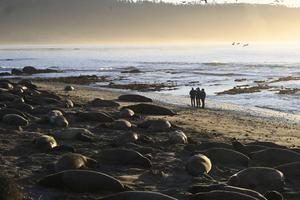 Año Nuevo seal colony