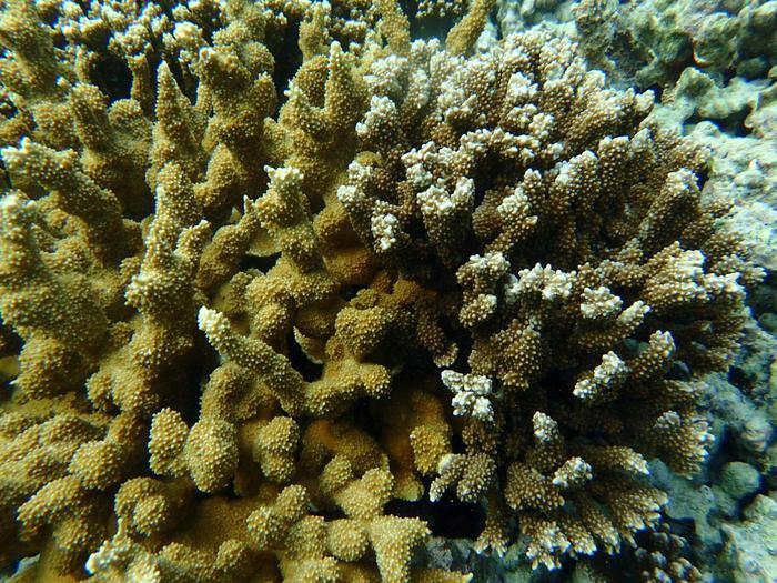 Rice coral [IMAGE] | EurekAlert! Science News Releases