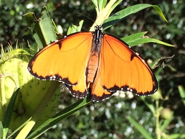 African Queen Butterfly