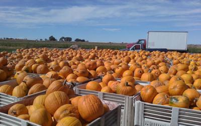 Pumpkins in Crates with a Truck in the Background