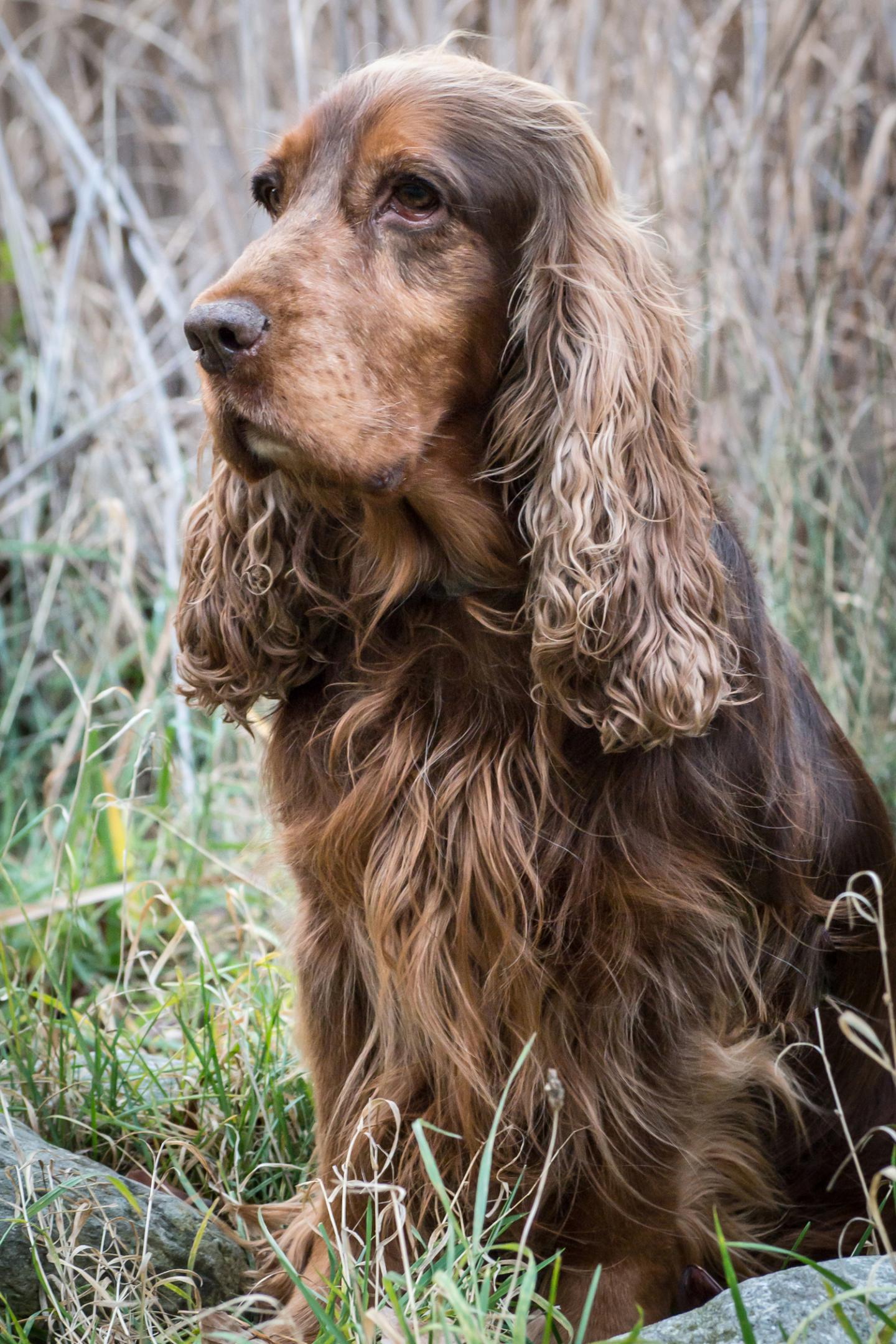 Cocker Spaniel