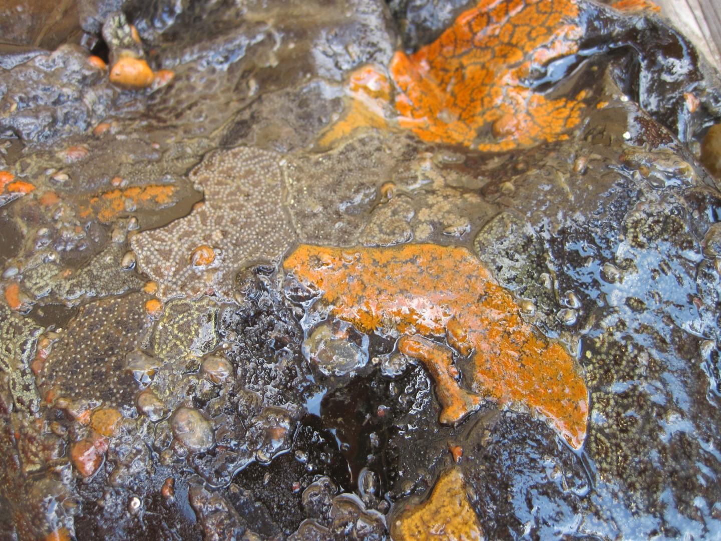 Invasive Tunicates In New England Waters