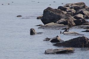 Iliamna Lake seal