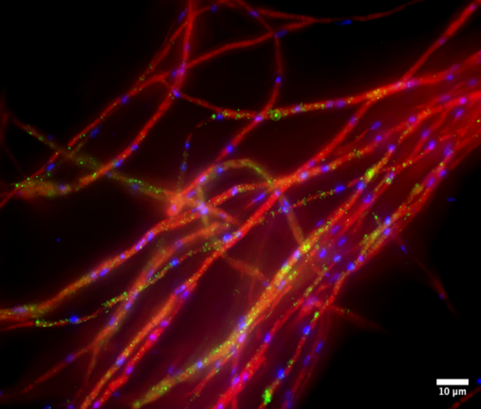 Bacteria Fungi Interact Far M Image Eurekalert Science News Releases