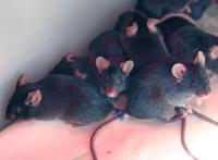 Laboratory Mice