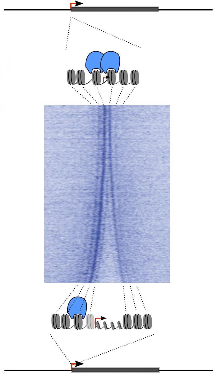 Discovered: How to Unlock Inaccessible Genes