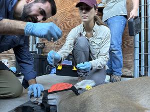 deer oral swab