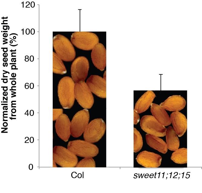 Seed Comparision