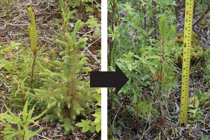 Transplanted pine seedlings in Interior Alaska