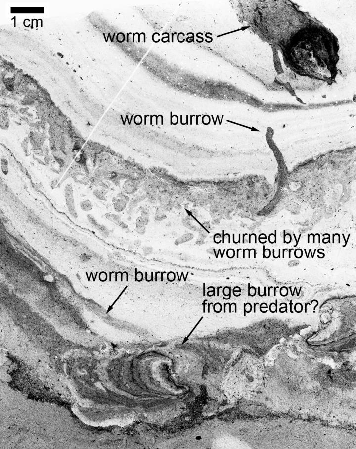Worms Of Various Sizes Inhabited The Sea Bed 500 Million Years Ago