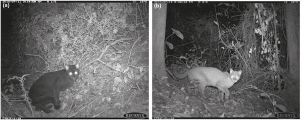 Automated Camera Trap Images