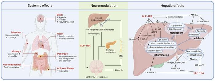 Current Status of Glucagon-like Peptide-1 Receptor Agonists in Metabolic Dysfunction-associated Steatotic Liver Disease