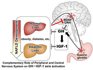 Involvement of Brain Peptide Dynamics in the Pathology of Fatty Liver Disease