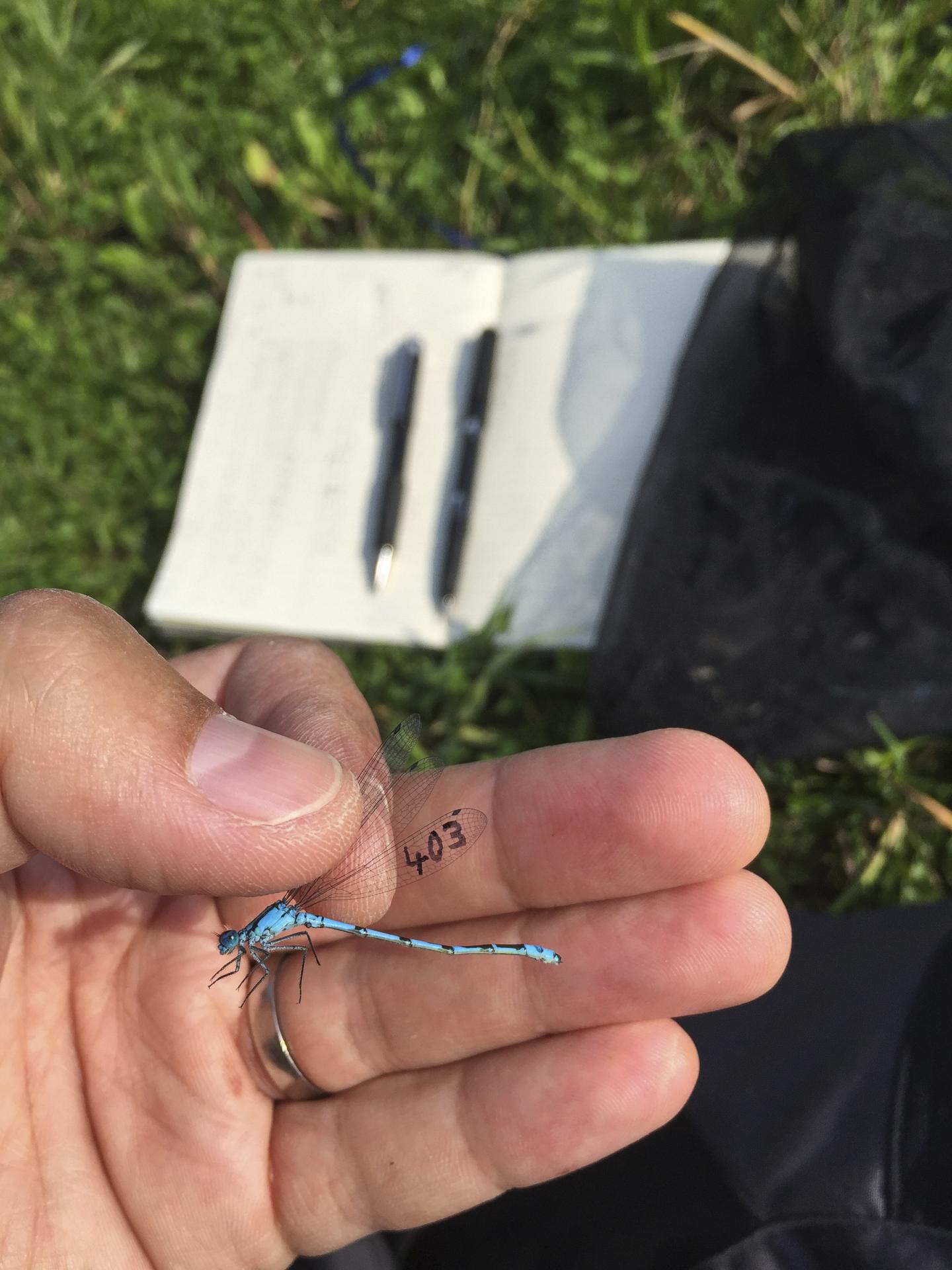 Counting damselflies