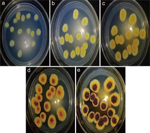 Morphological characteristics of E. cristatum at different culture times