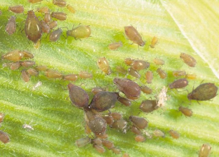Corn Leaf Aphids