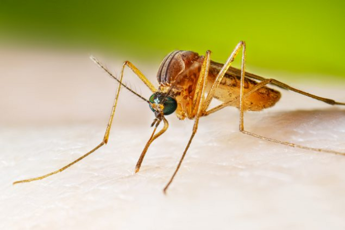 Adult Culex mosquito