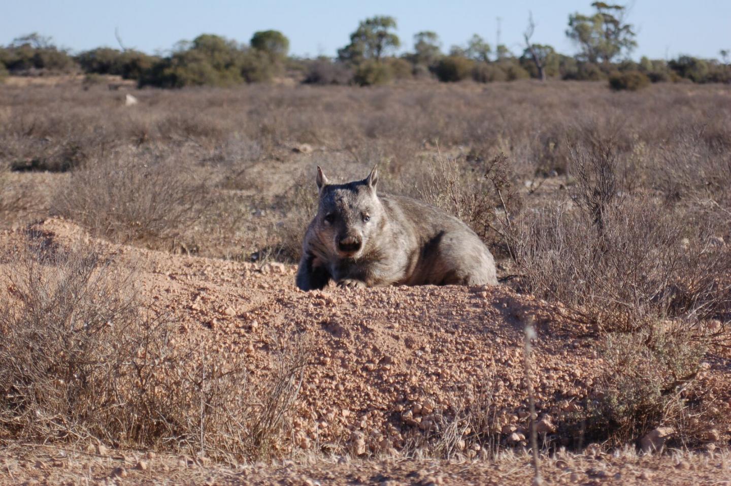 Southern Hairy-Nosed Wombat