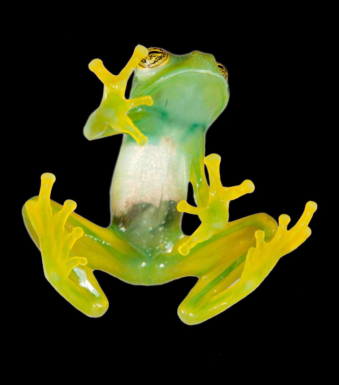 Specimen of the Glassfrog <i>Espadarana Callistomma</i>