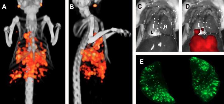 Example of Dual-Modality Imaging in a Mouse One Week after Tumor Cell Injection