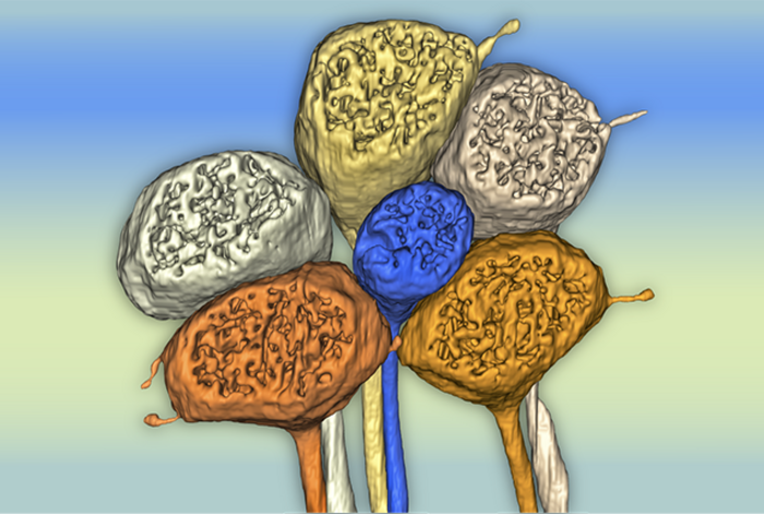 Cone photoreceptors in marmoset foveal retina