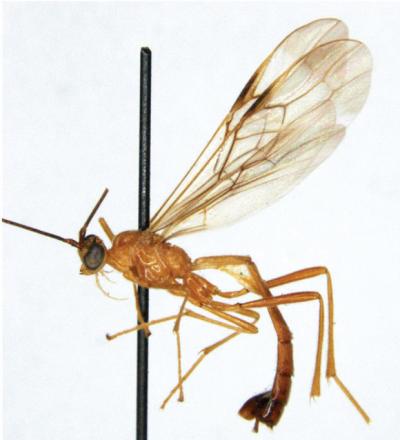 <i>Cystomastacoides nicolepeelerae</i>