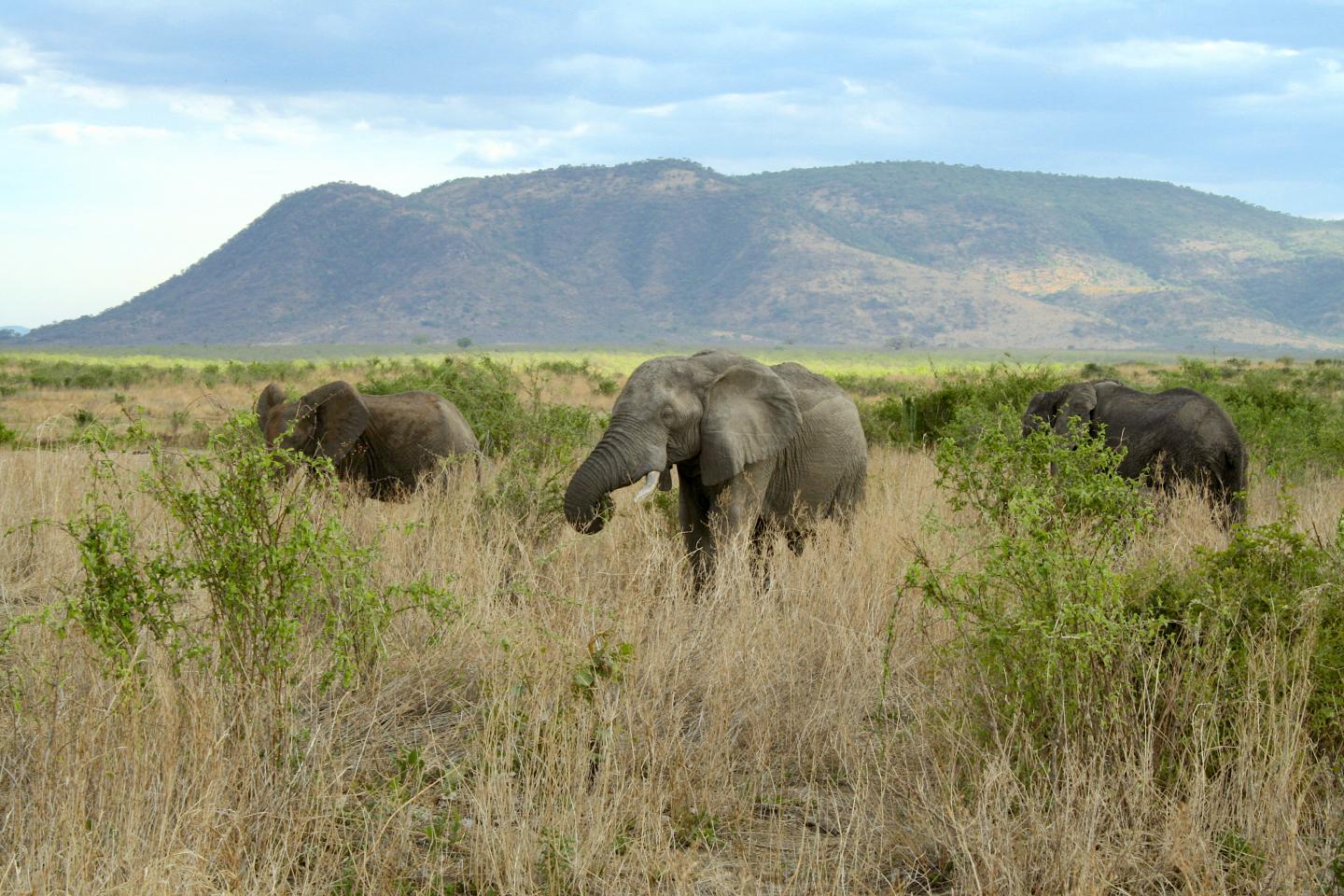 Elephants are Ecosystem Engineers