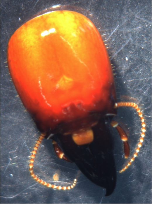 Head capsule of a dampwood termite "soldier".