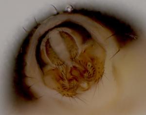 Drosophila melanogaster terminalia.jpg