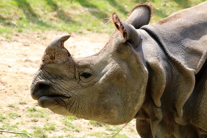 Indian rhinoceros (Rhinoceros unicornis)