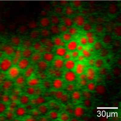 Drug Diffusion Enhancer DMSO