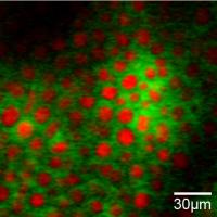 Drug Diffusion Enhancer DMSO