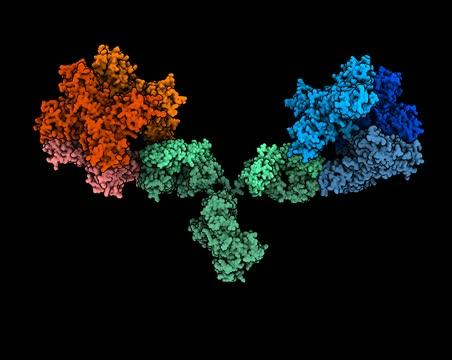 Video depiction of 1G5.3 antibody bound to NS1 proteins