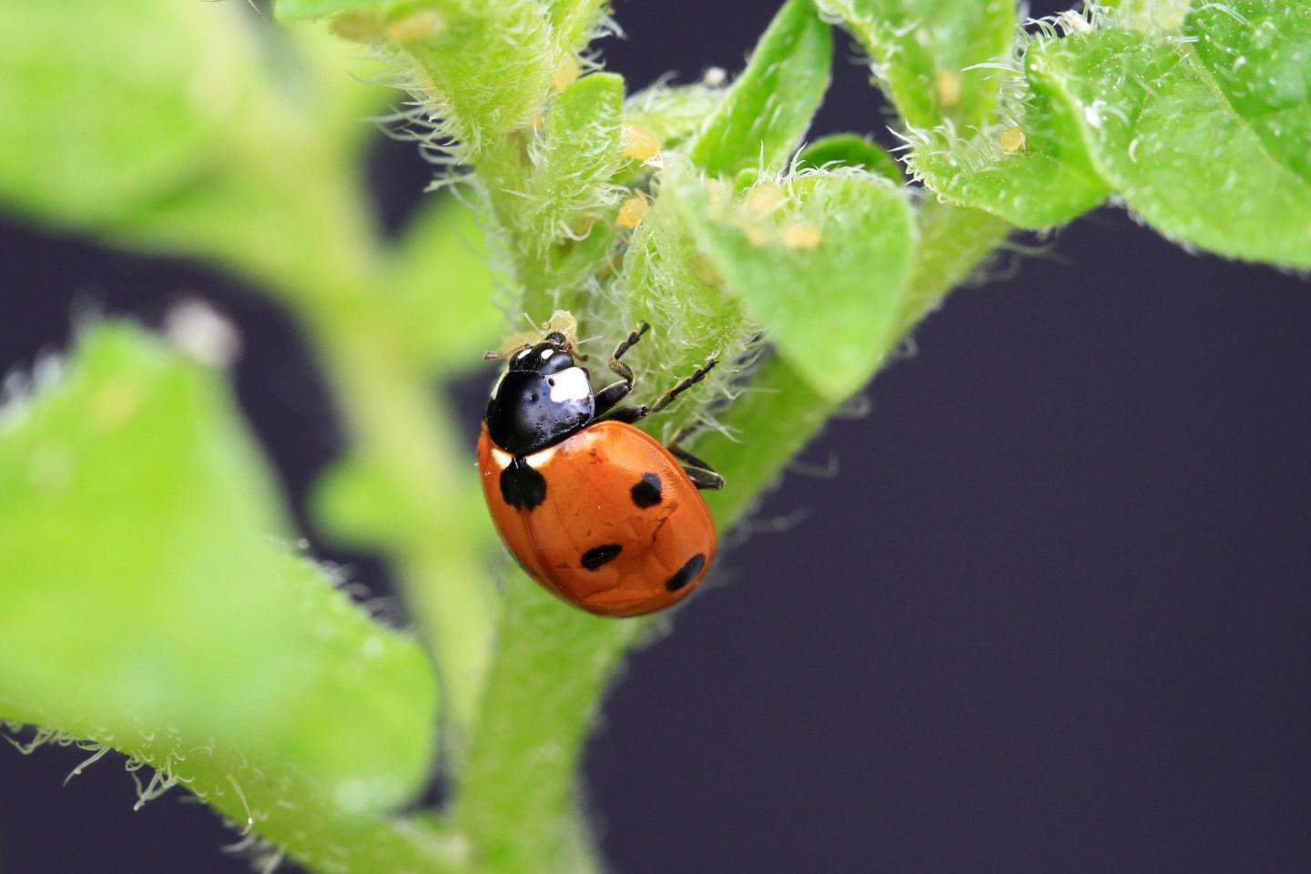 Ladybird