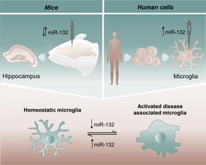 Homeostatic versus disease associated microglia