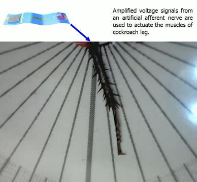 Movements of a Cockroach Leg in a Hybrid Reflex Arc