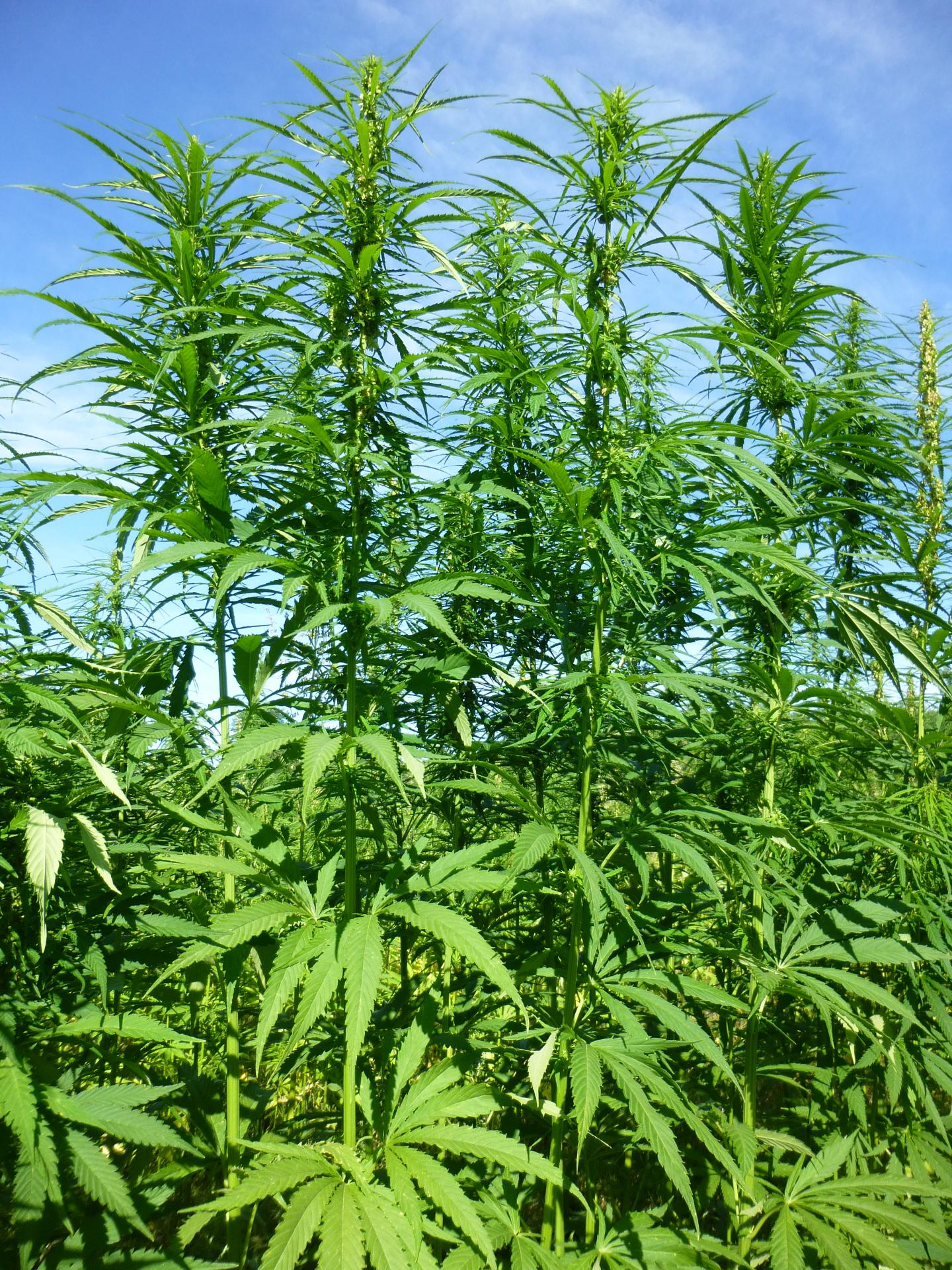 Industrial Hemp Field