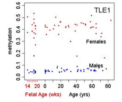 Lifespan Methylation by Gender
