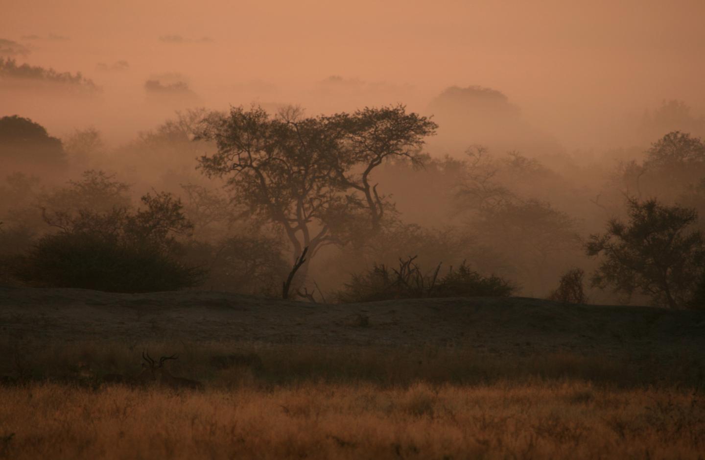 The Impacts of Herbivory on Continental Scales (5 of 10)