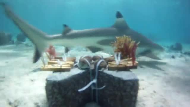 Reef Shark Swim-by