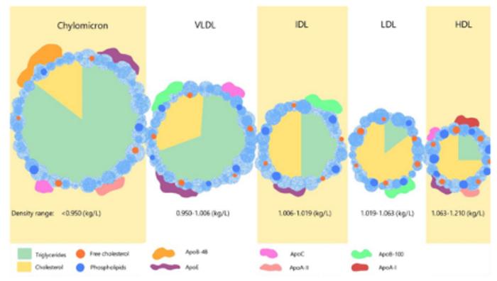 Different types of cholesterol