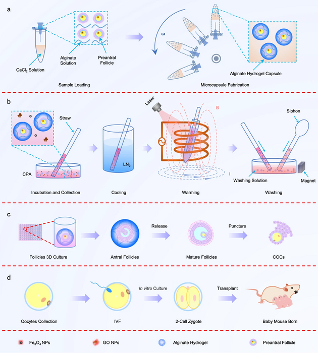 Microencapsulation and nanowarming enables vitrification cryopreservation of mouse preantral follicles