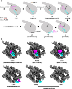 Snapshots of the second-step self-splicing of Tetrahymena ribozyme revealed by cryo-EM