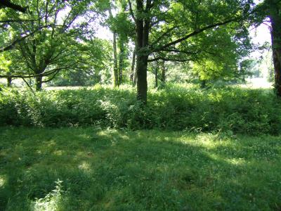 Invasive Plant Bush Honeysuckle