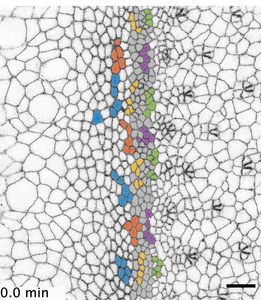 Column colors 2x speed