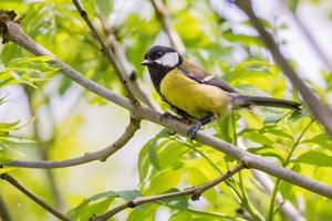 #2_A great tit wearing a radiofrequency identification tag