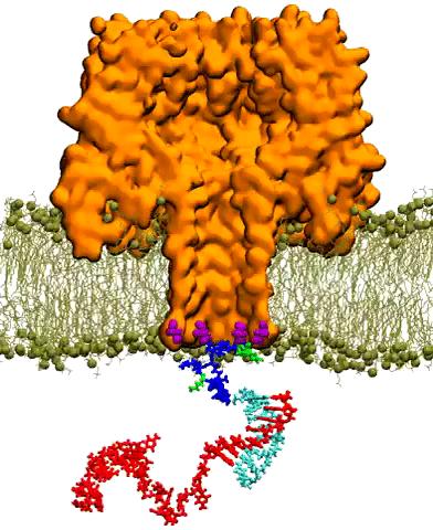 Molecular Dynamics Simulations Elucidate Nanopore/DNA Interactions