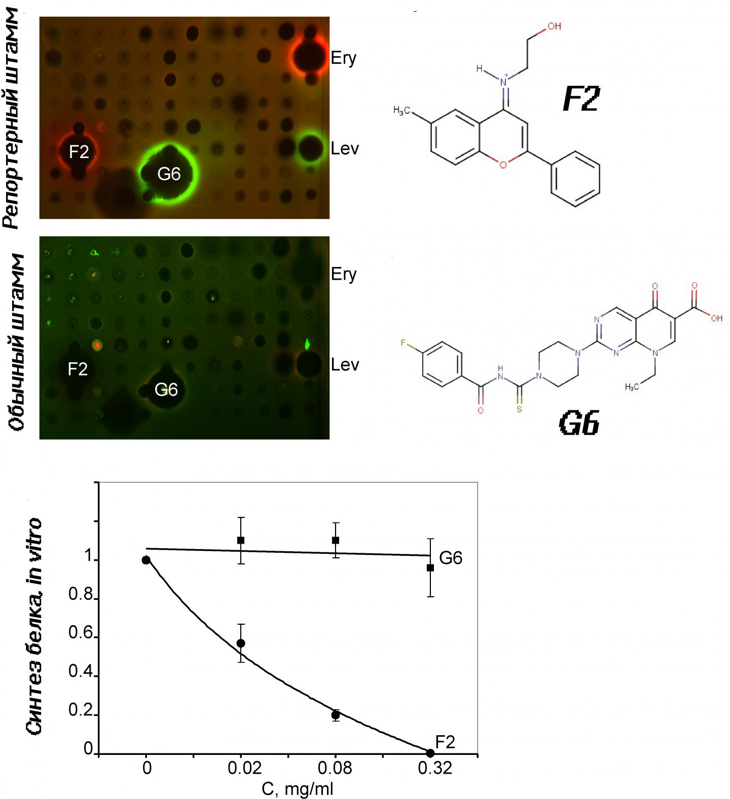 Normal and Reporter Strains