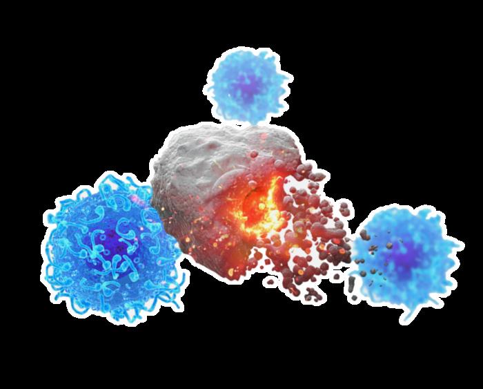 Cytotoxic T cells attacking a cancer cell