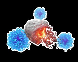 Cytotoxic T cells attacking a cancer cell